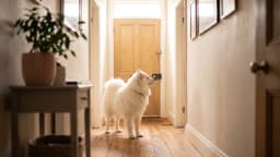 Bringing home a puppy: a complete guide to the first days, weeks and months