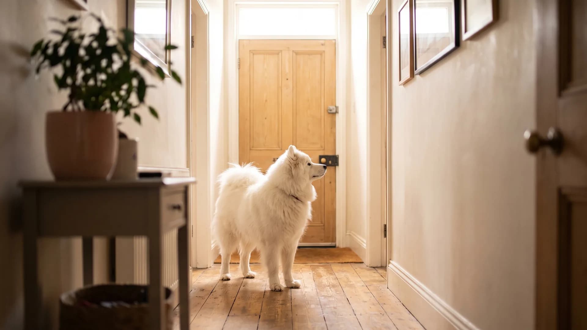 Bringing home a puppy: a complete guide to the first days, weeks and months