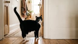 Cat spraying and urine marking: why it happens and how to stop it