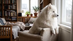 Do dogs dream? What the twitching paws are probably doing