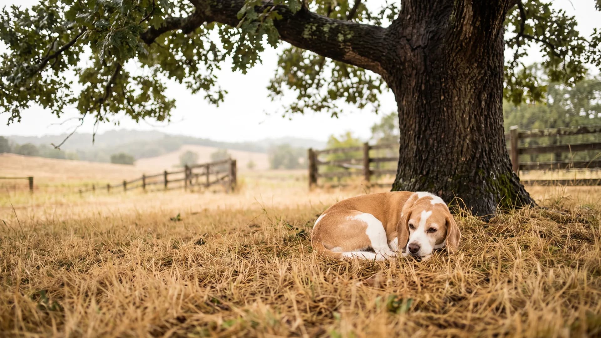 Dog names ending in -a: the sharpest female signal here