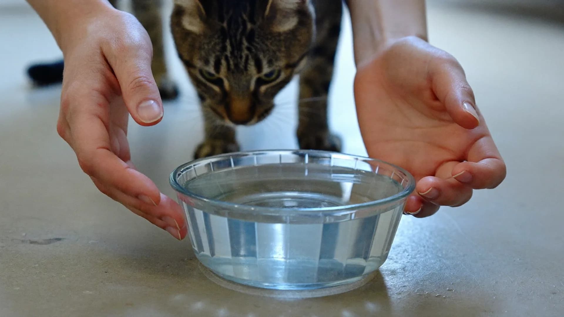 Combien votre chien ou votre chat devrait-il boire ?