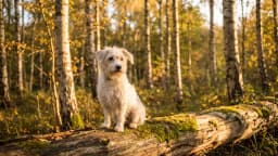 How to choose a pet name: the complete guide