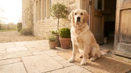 Is my dog or cat overweight? How to tell, and why it matters more than it looks