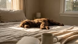 Keeping a clean house with pets: the routine that actually keeps up