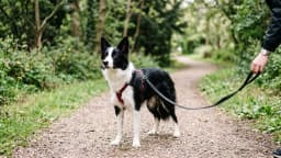 Leash reactivity: the dog that lunges and barks at other dogs