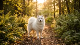 The names that are also breeds, and the empty field that found four impostors
