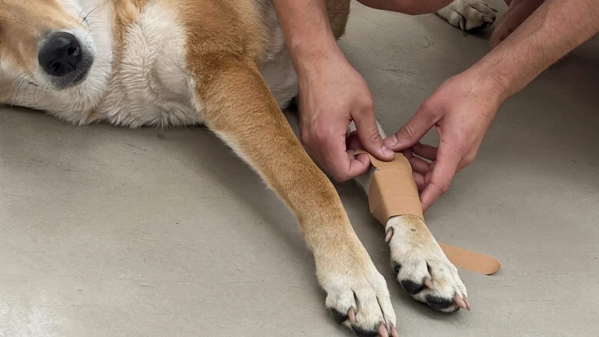 A pet first-aid kit, and the emergencies where minutes matter