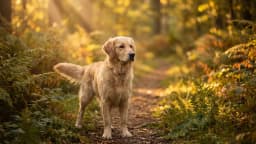 Pet names starting with Y, the one letter that ends in -i