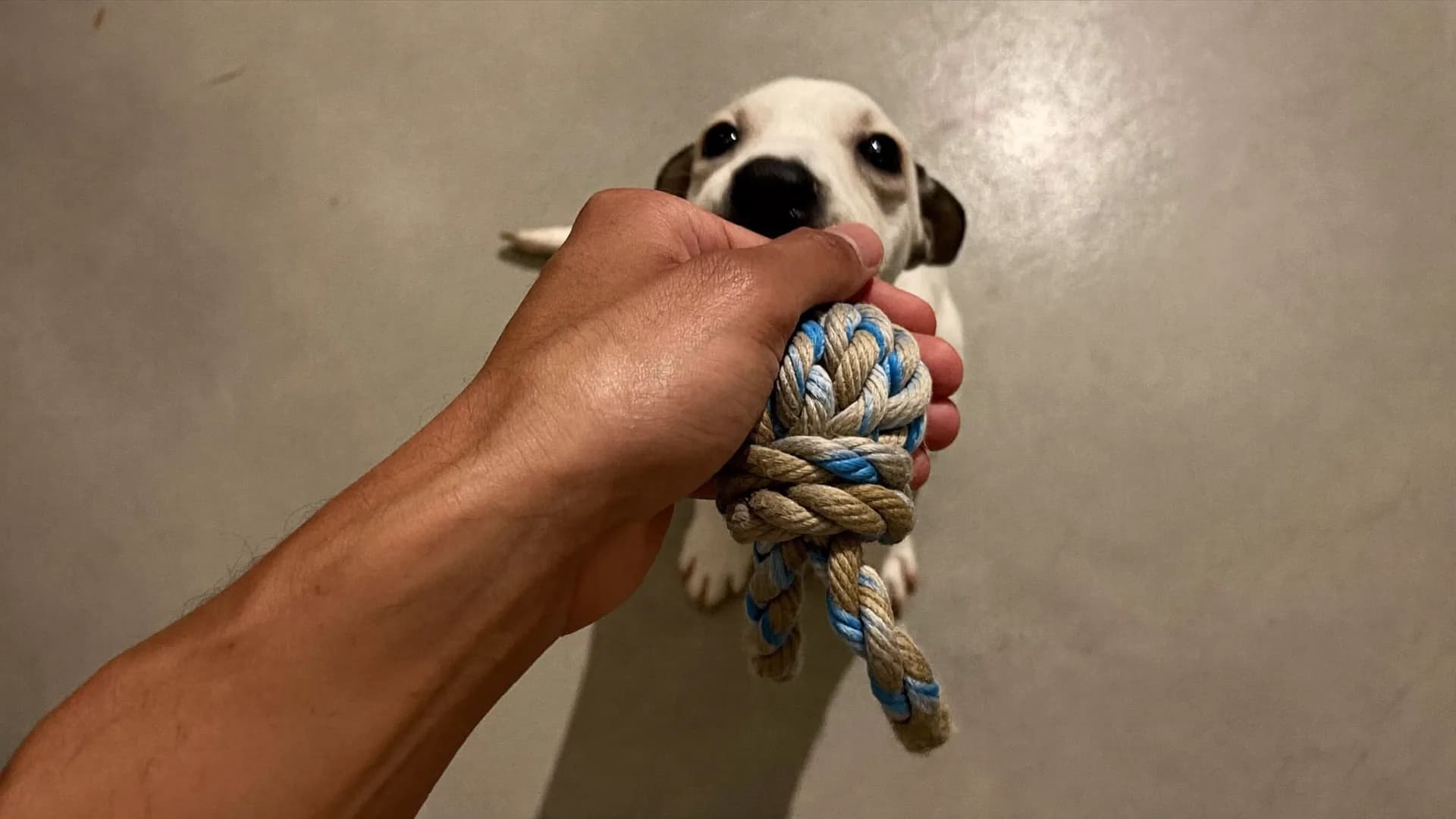 Puppy biting: mouthing, teething and how a soft mouth is taught