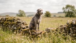 Rare dog names, and why the rare band is not the rare end