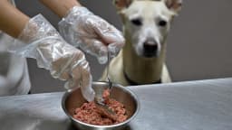 Raw diets for dogs and cats: the evidence, and the risks