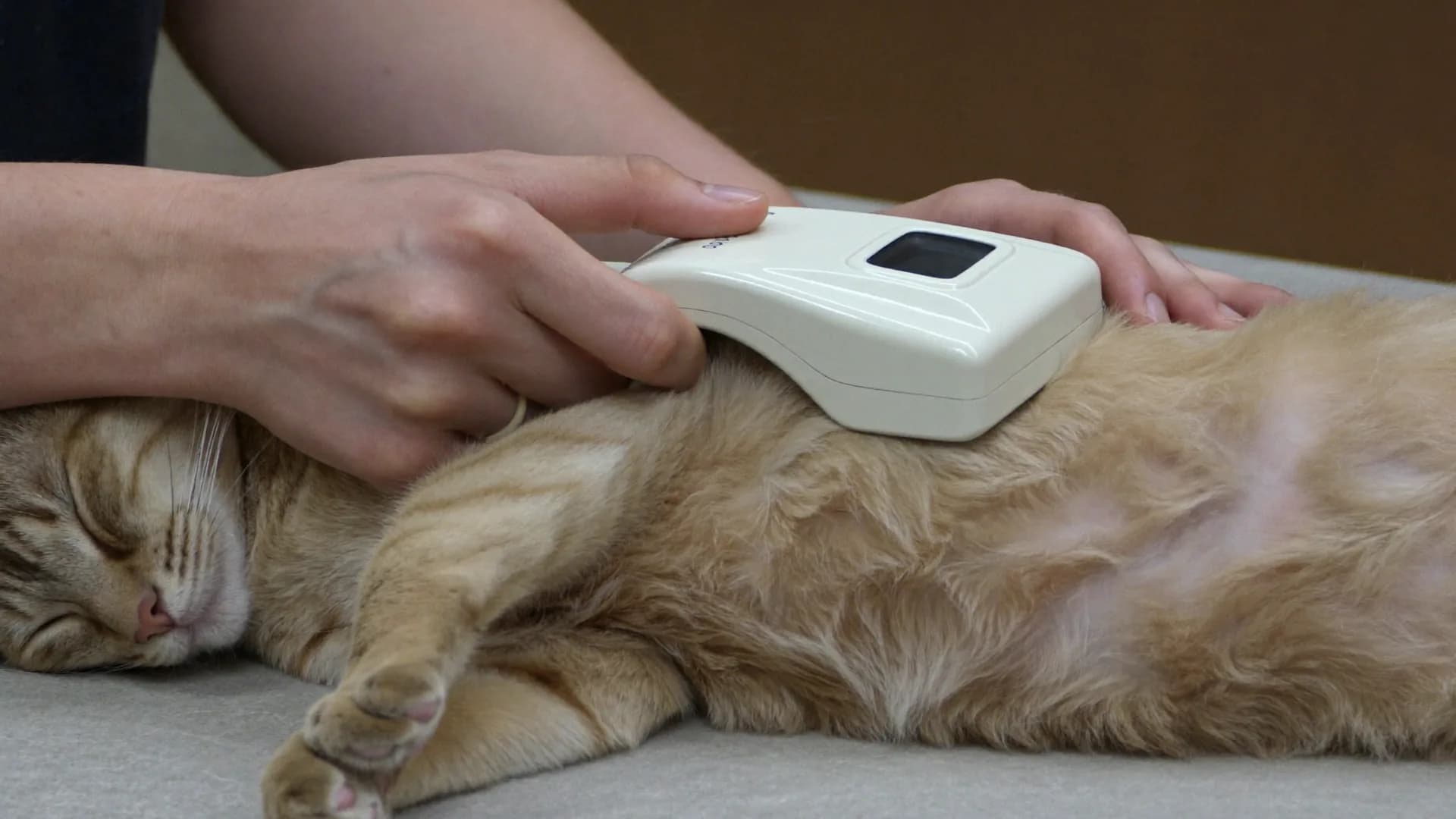 Microchipping your pet: what it does, and why it matters
