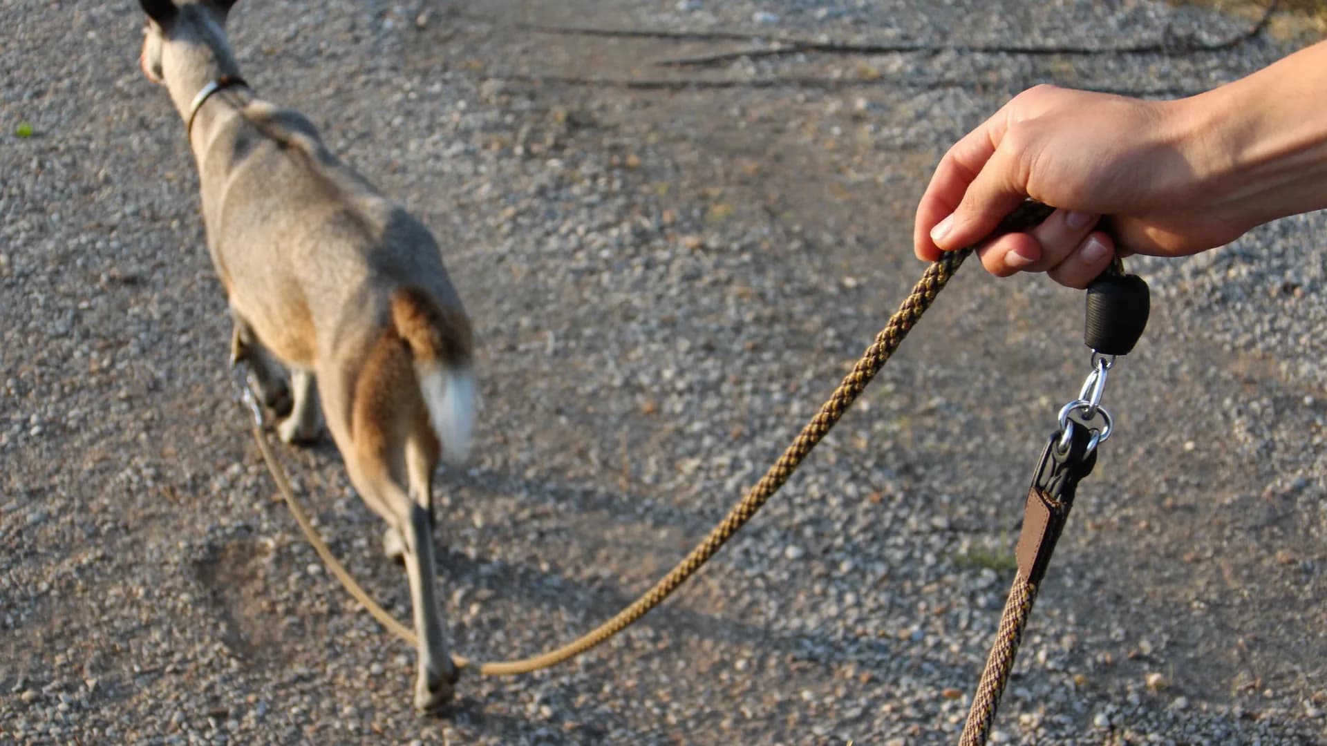 Loose-lead walking: why your dog pulls, and how to stop it