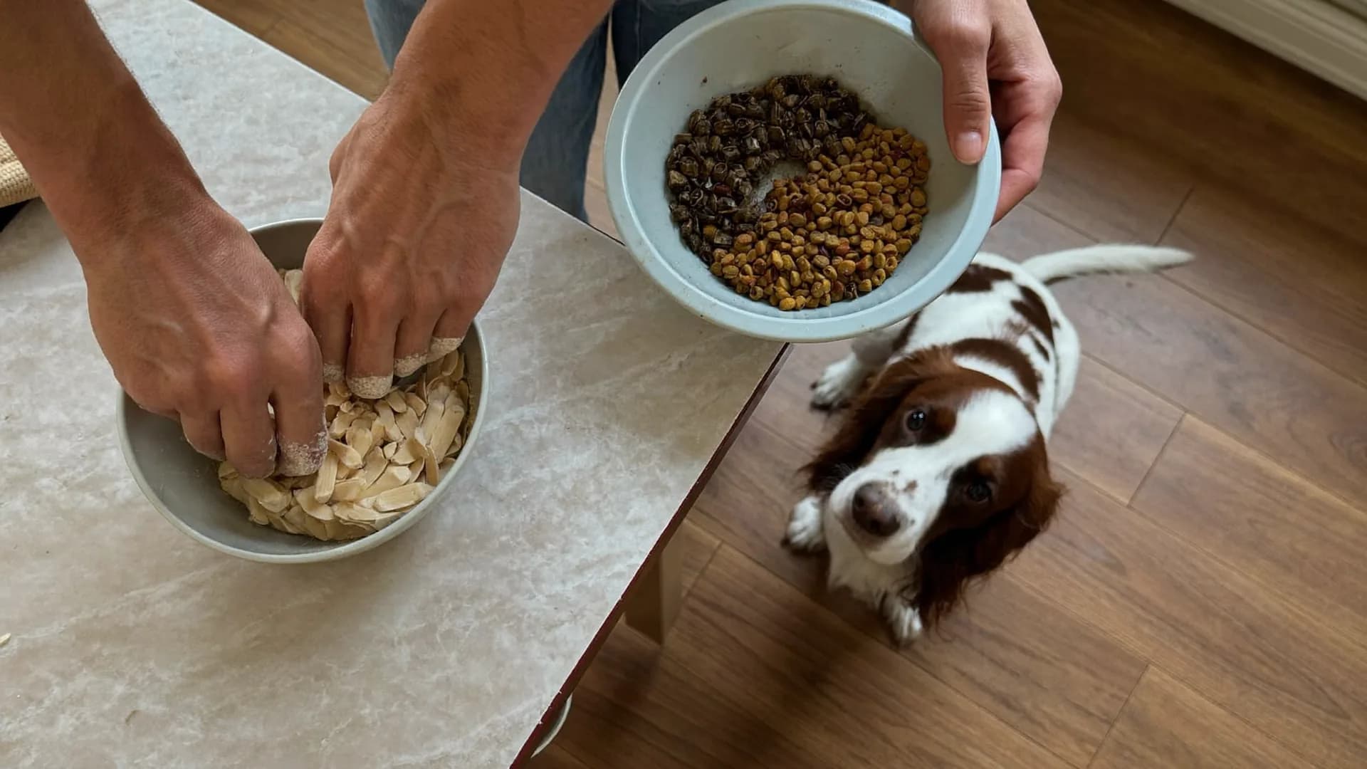 Changer l'alimentation de son animal sans lui retourner l'estomac