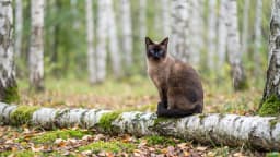 Taking your dog or cat abroad: the paperwork, in the order it has to happen