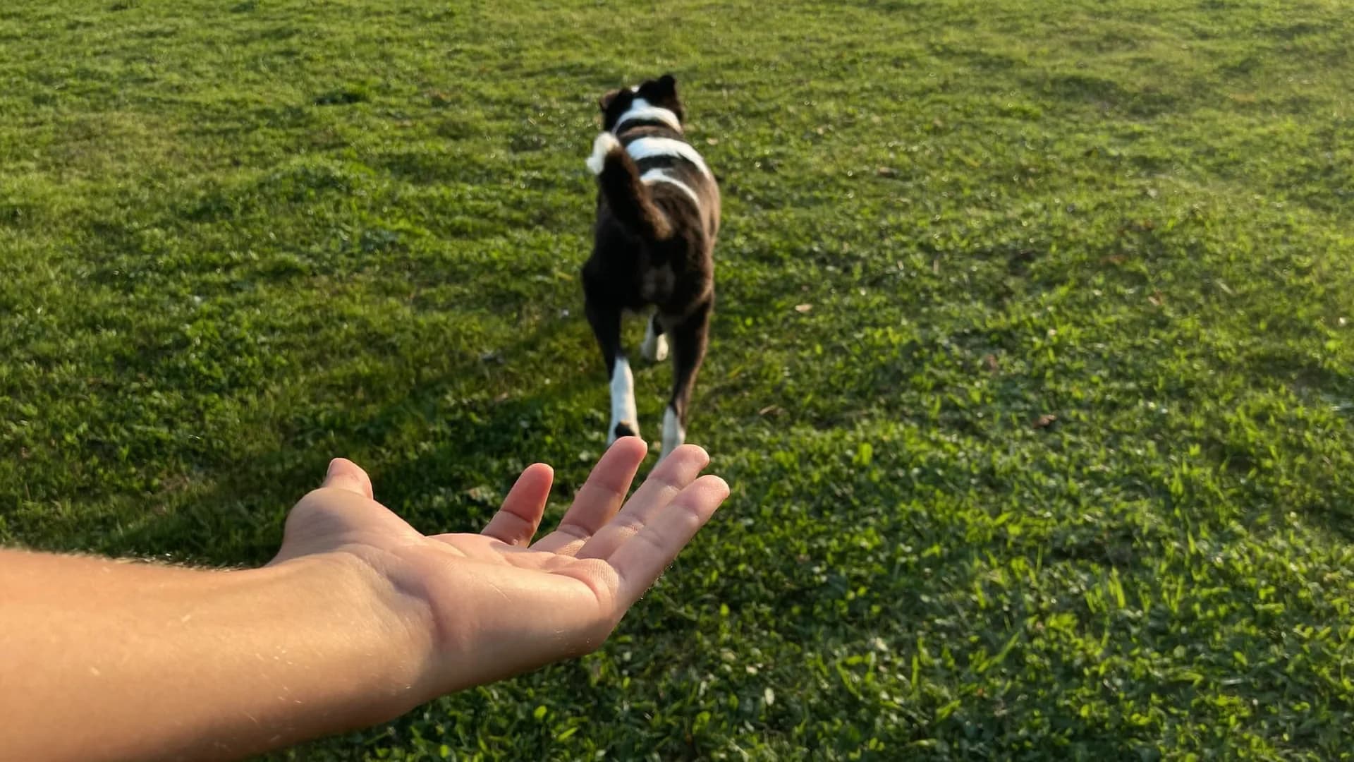 Teaching a reliable recall: why your dog ignores you, and how to build one