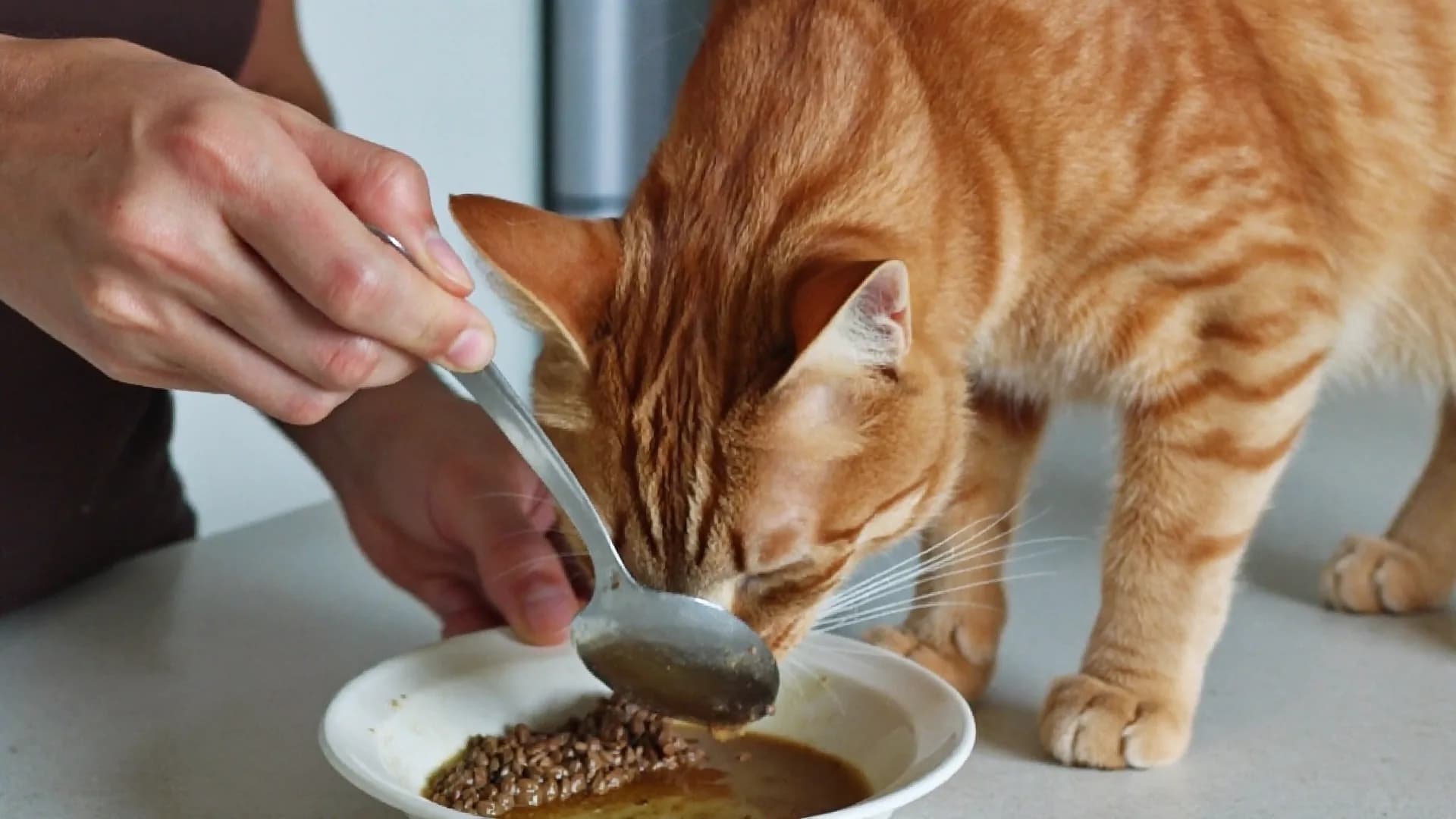 Pâtée ou croquettes pour un chat : ce qui compte vraiment