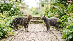 Why cats fight, and how to calm the tension between them