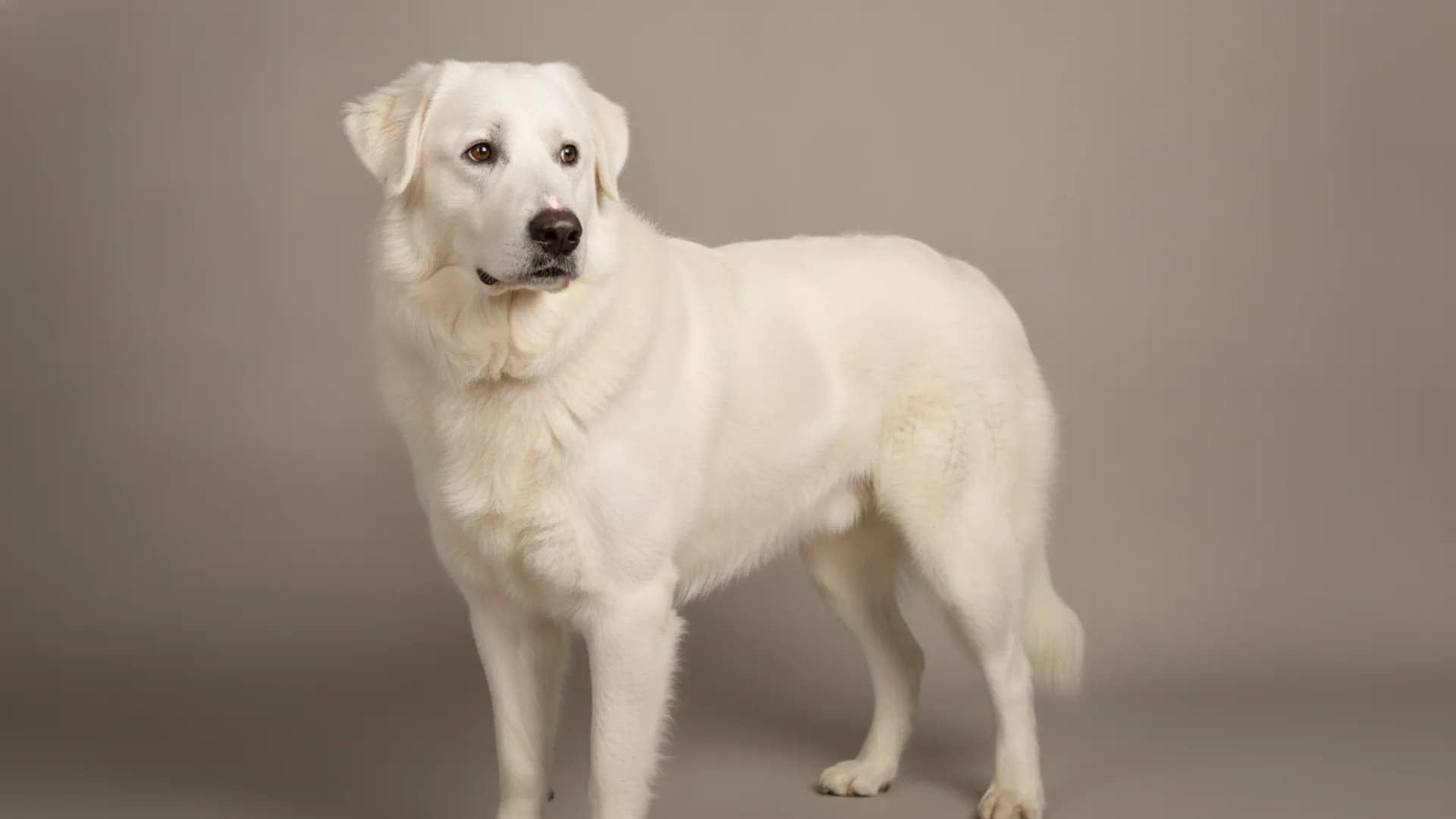 Illustration of Abruzzo-Maremma Sheepdog