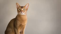 Abyssinian
