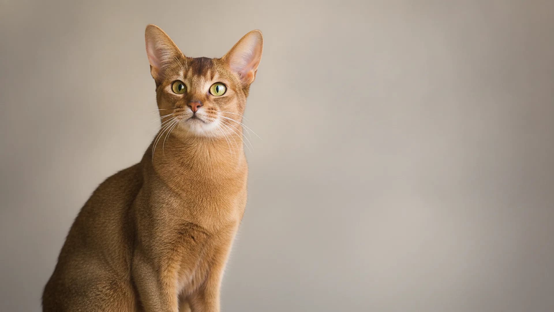 Illustration of Abyssinian