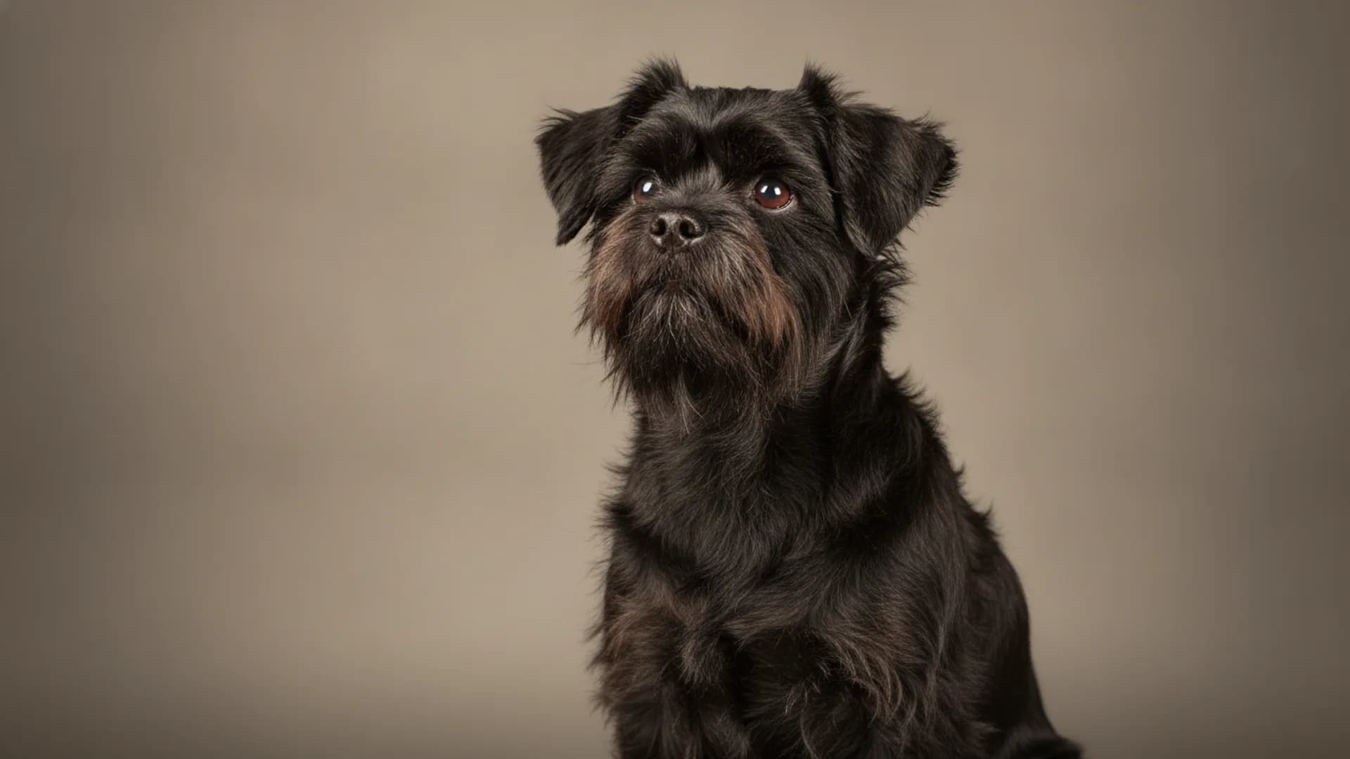 Illustration of Affenpinscher