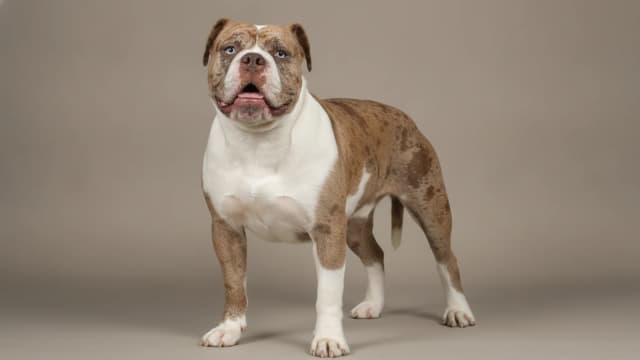 Illustration of Alapaha Blue Blood Bulldog