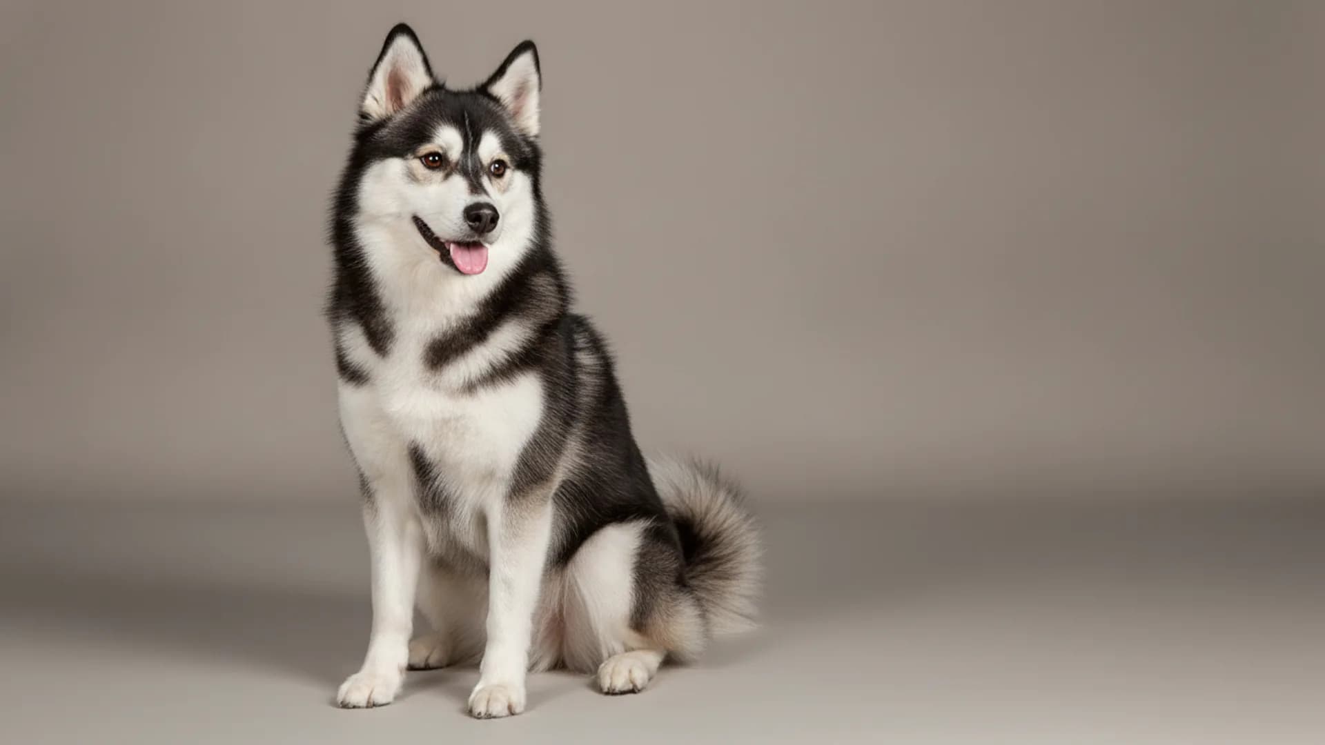 Illustration of Alaskan Klee Kai