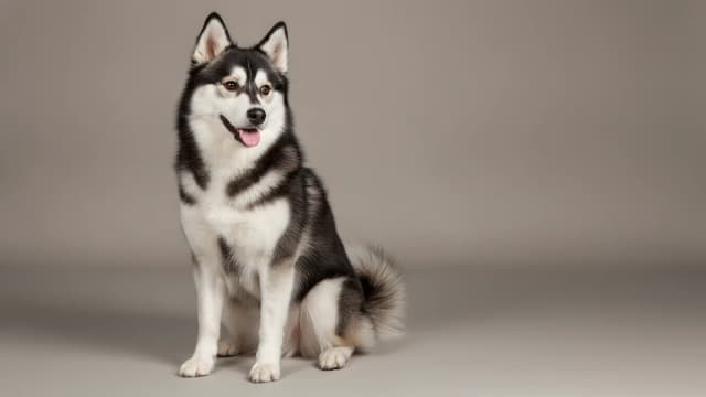 Illustration of Alaskan Klee Kai