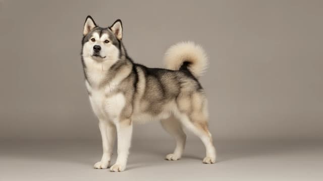 Illustration of Alaskan Malamute