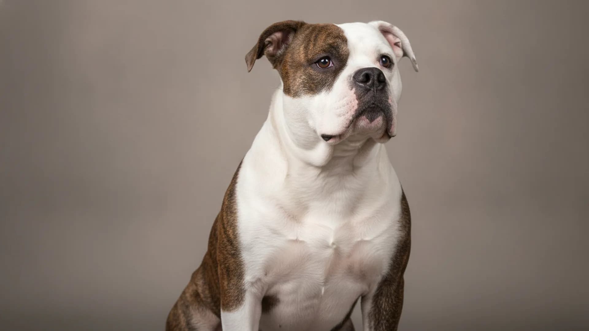 Illustration of American Bulldog
