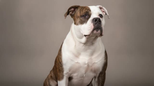 Illustration of American Bulldog