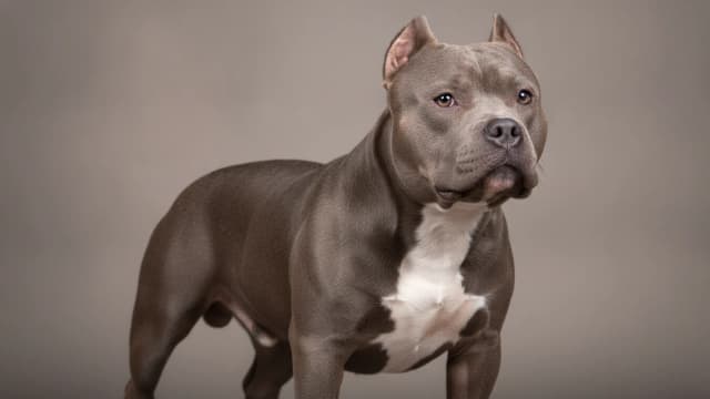 Illustration of American Bully