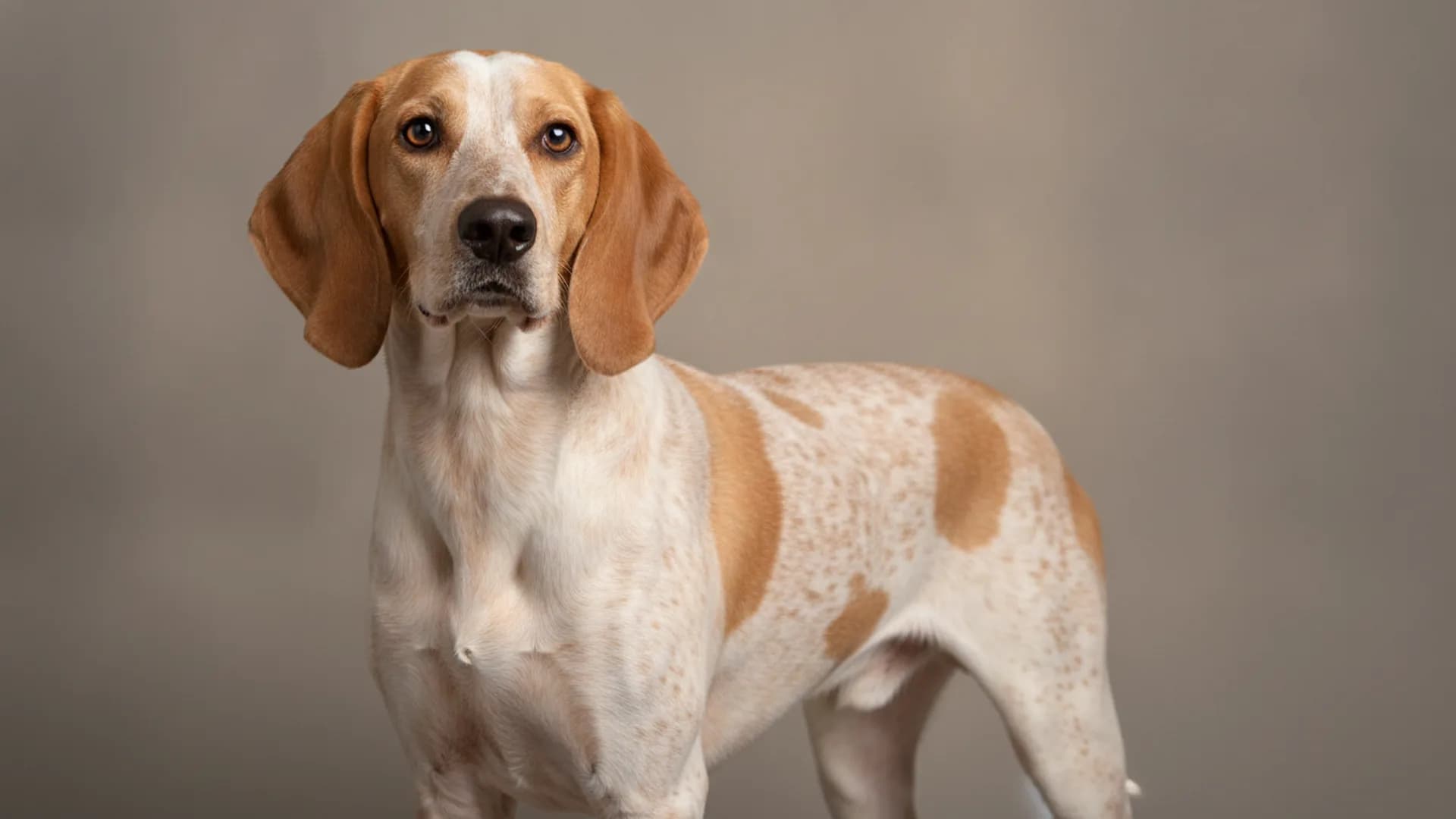 Illustration of American English Coonhound