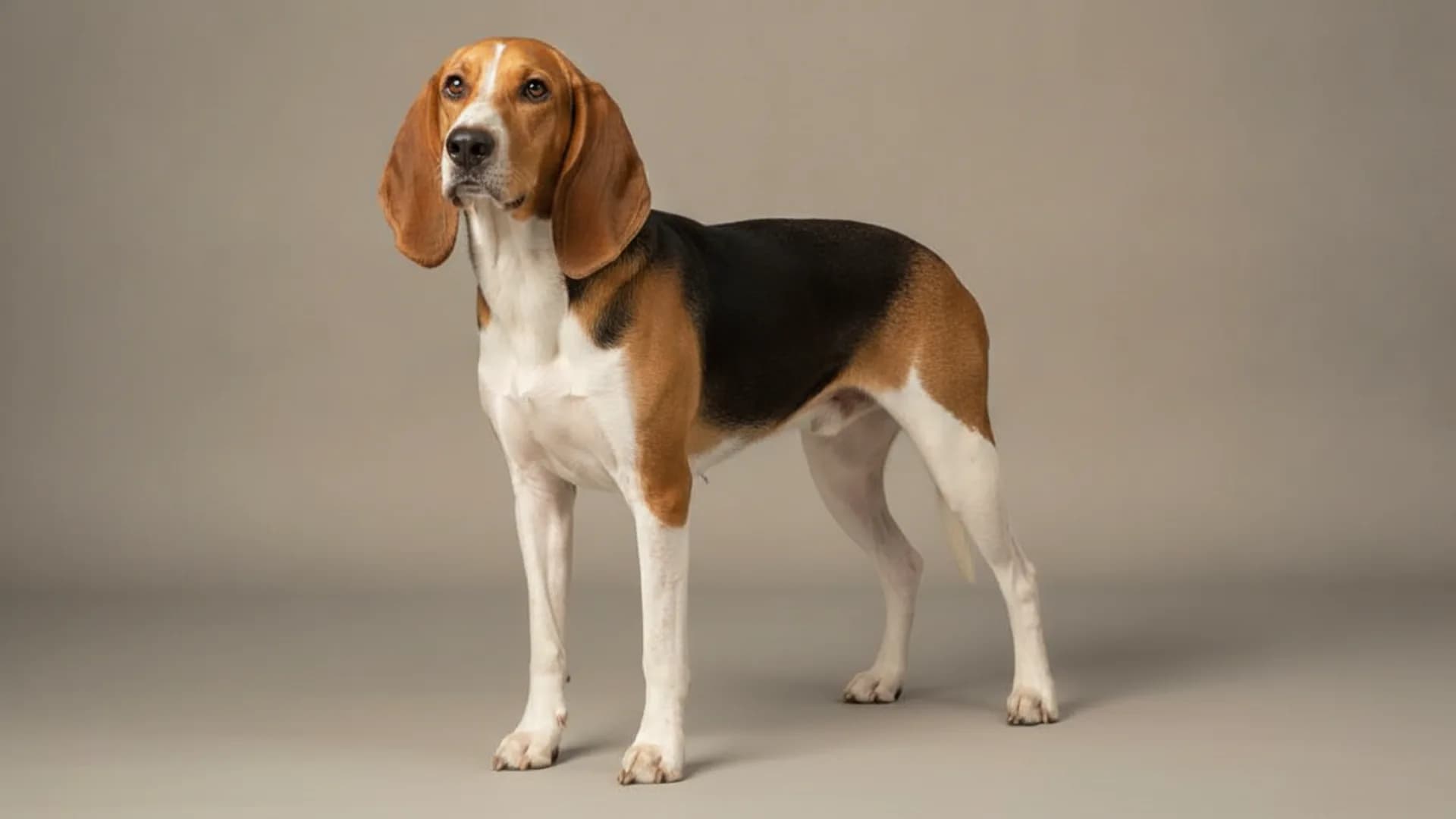 Illustration of American Foxhound