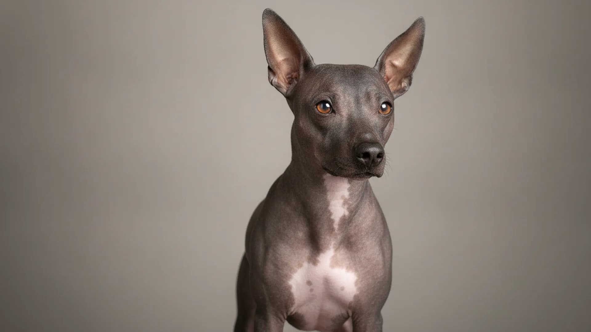 Illustration of American Hairless Terrier