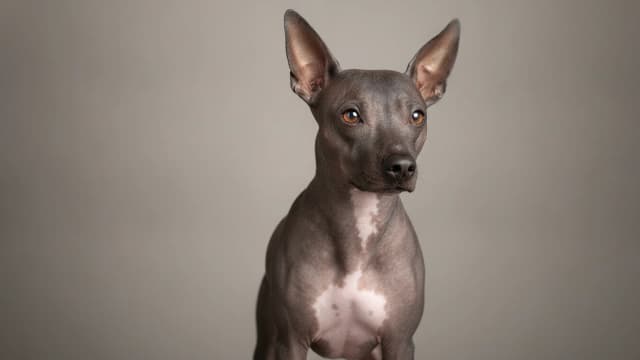 Illustration eines American Hairless Terrier