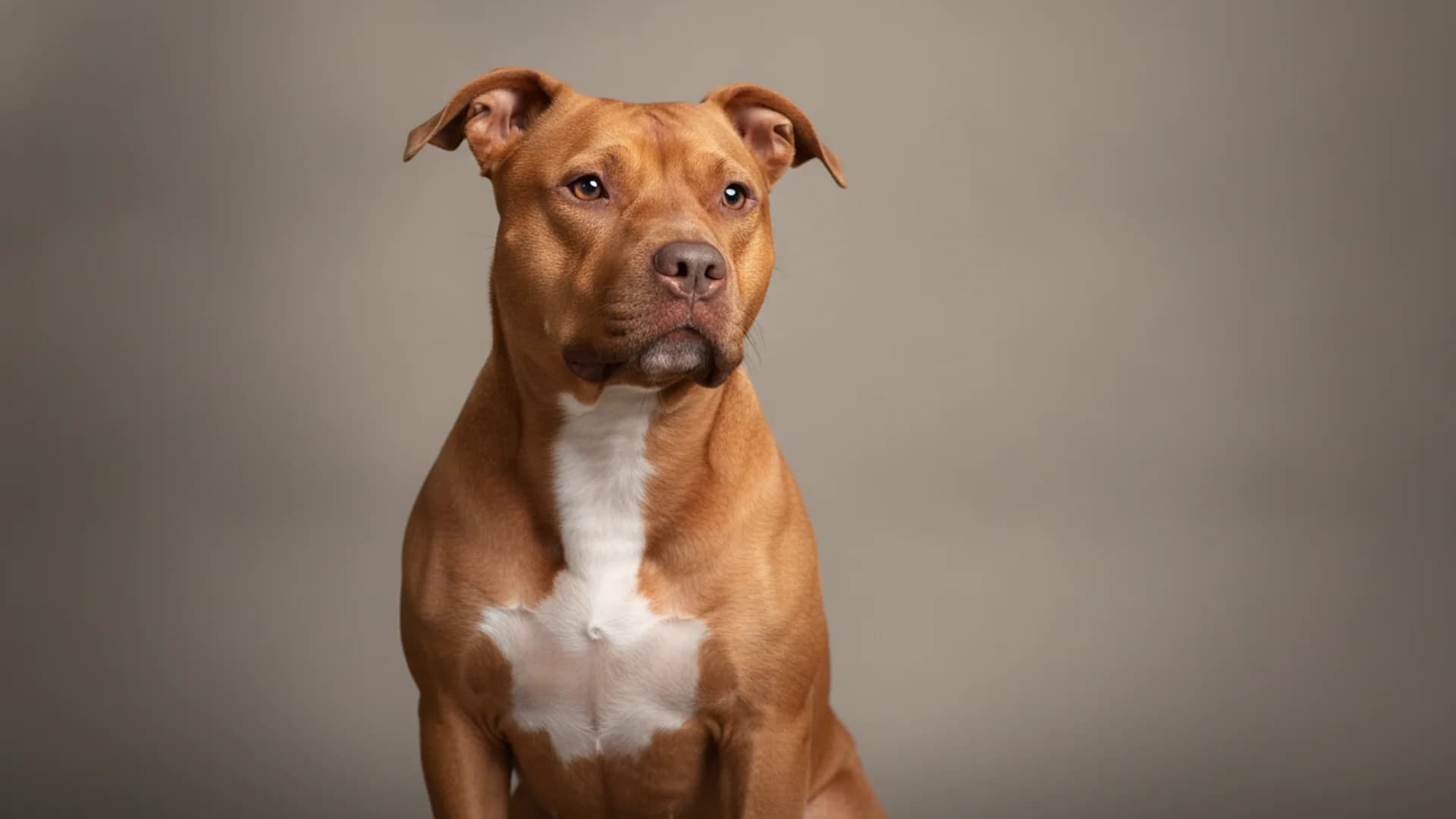 Illustration of American Pit Bull Terrier