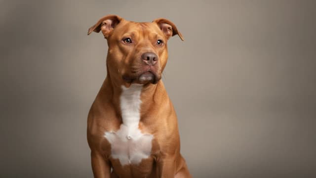 Illustration of American Pit Bull Terrier