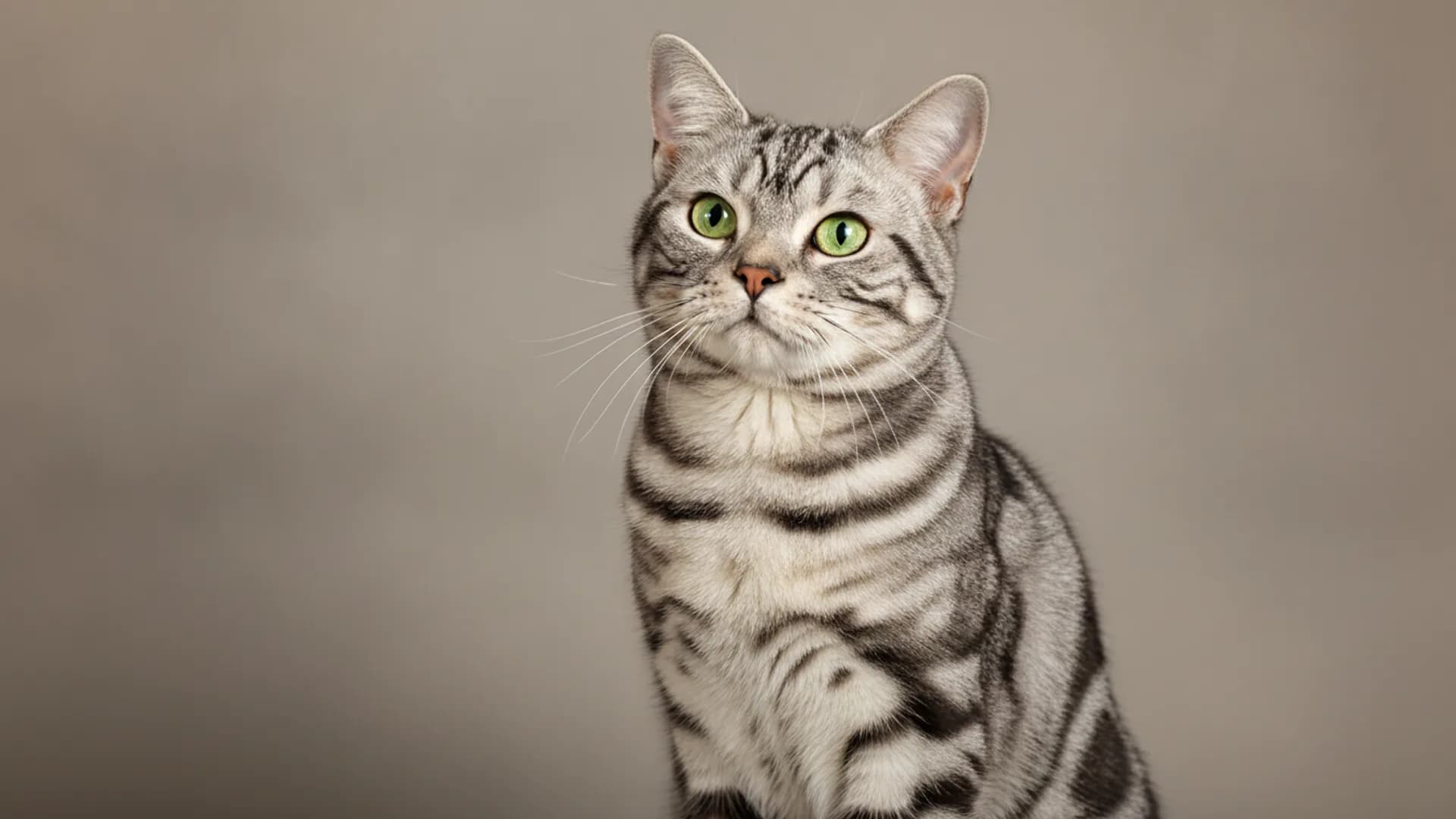 Illustration of American Shorthair