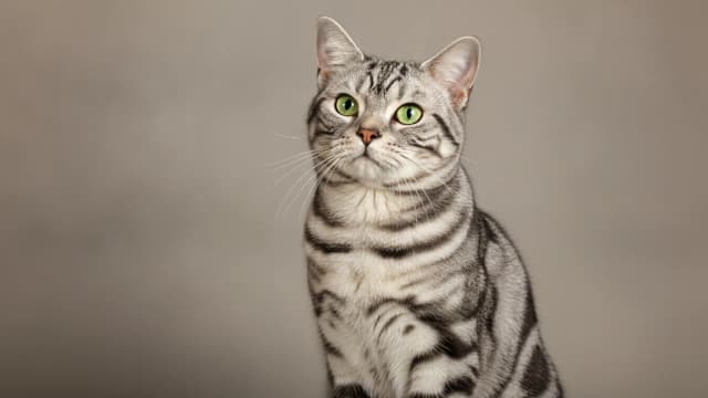 Illustration of American Shorthair