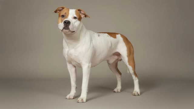 Illustration of American Staffordshire Terrier
