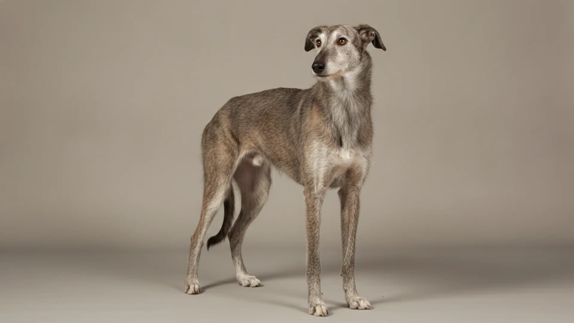 Illustration of American Staghound