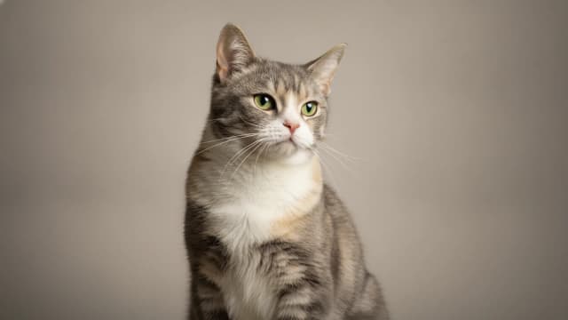 Illustration of American Wirehair