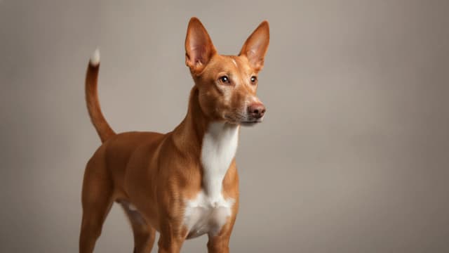 Illustration of Andalusian Hound