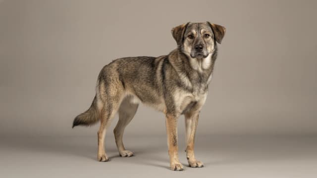 Illustration of Armant Dog