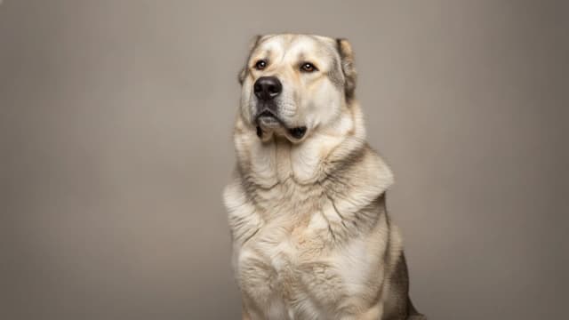 Illustration of Armenian Gampr Dog