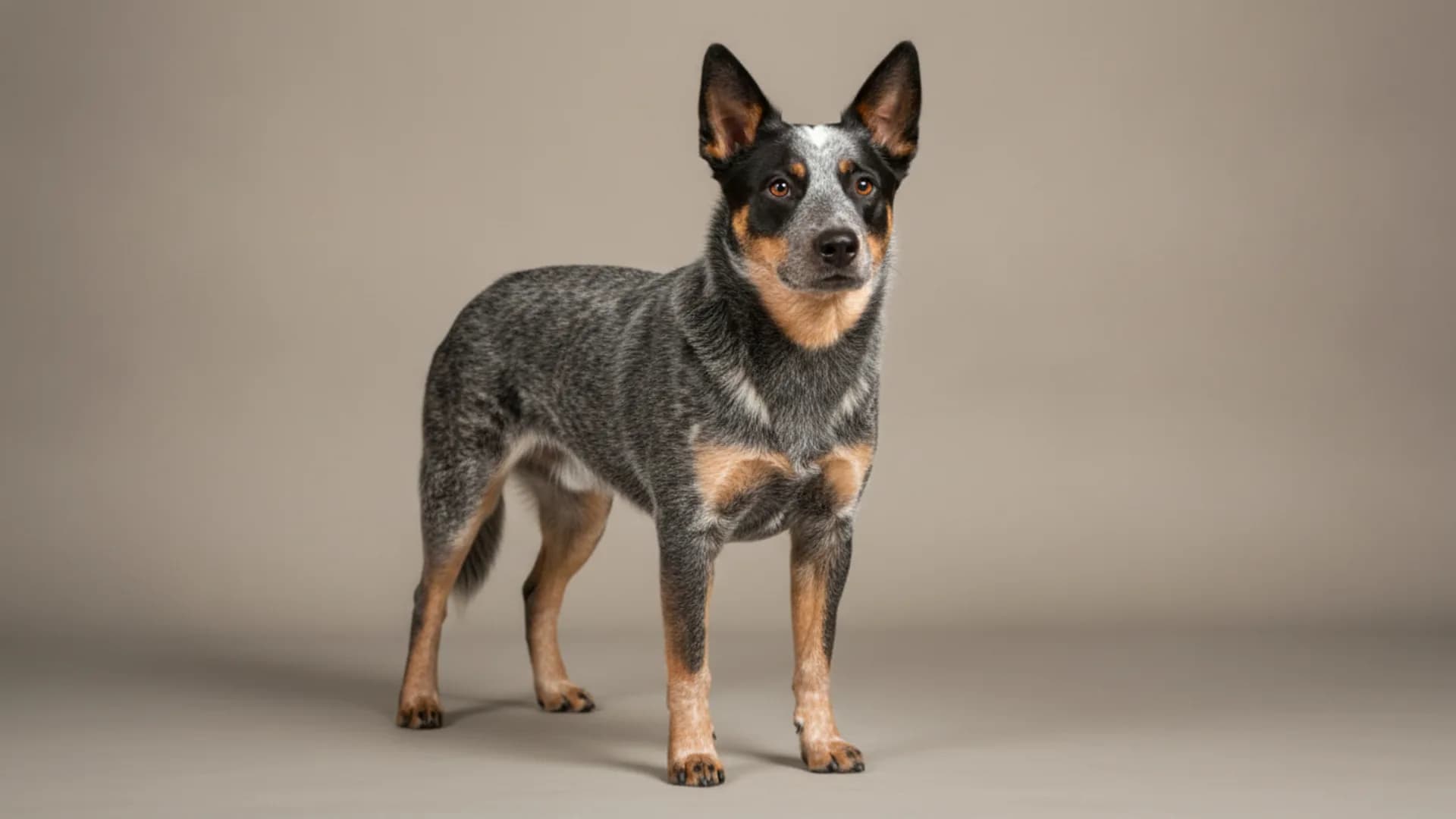 Illustration of Australian Cattle Dog
