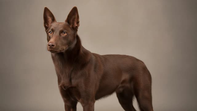 Illustration de Australian Kelpie